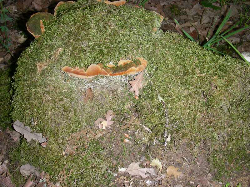 2)Fotografati il12.06.2012. sotto Quercia (bosco asciutto)